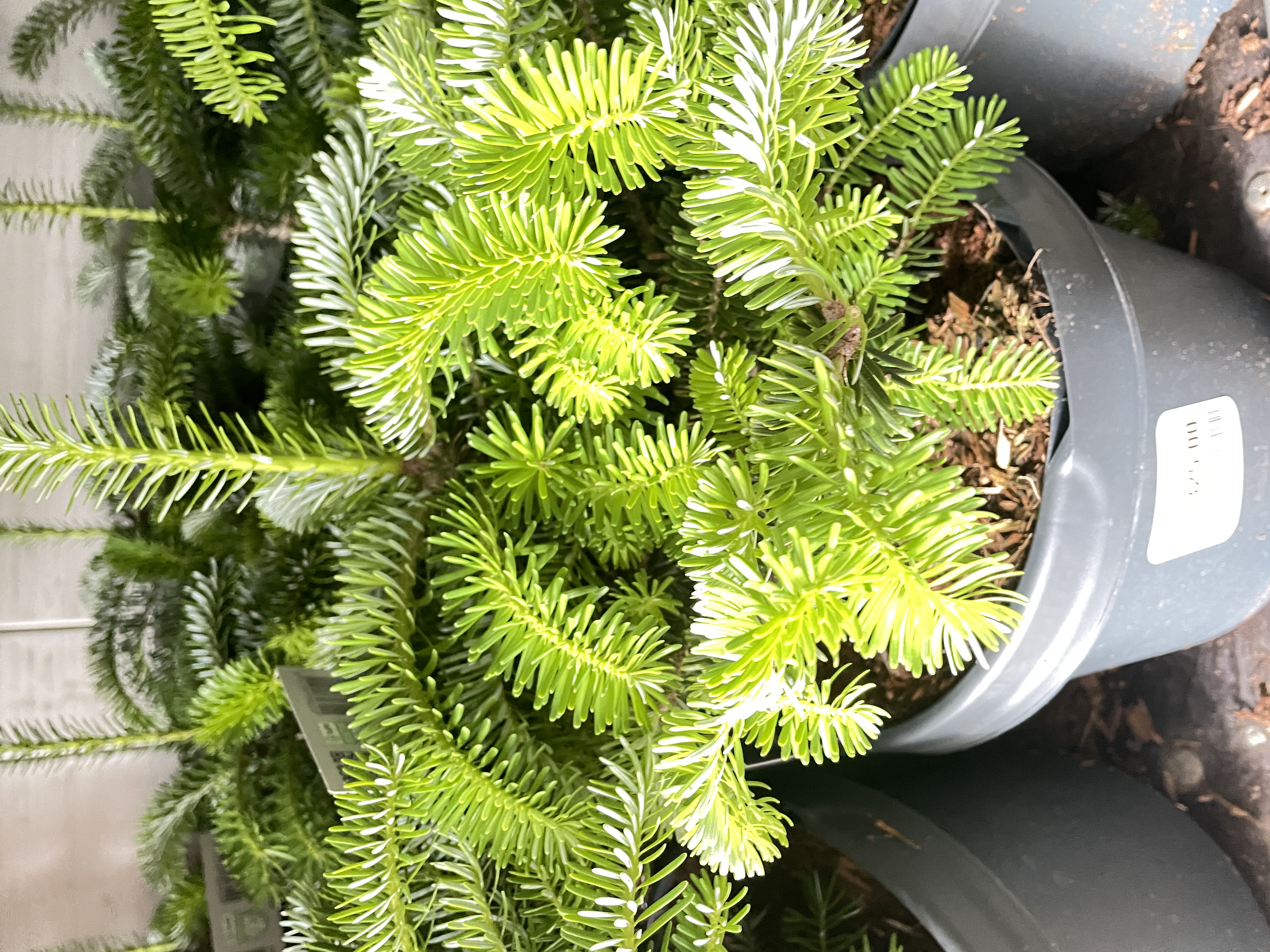 Abies koreana  Koreagran   (Korean Fir)   20-40 Co - 4