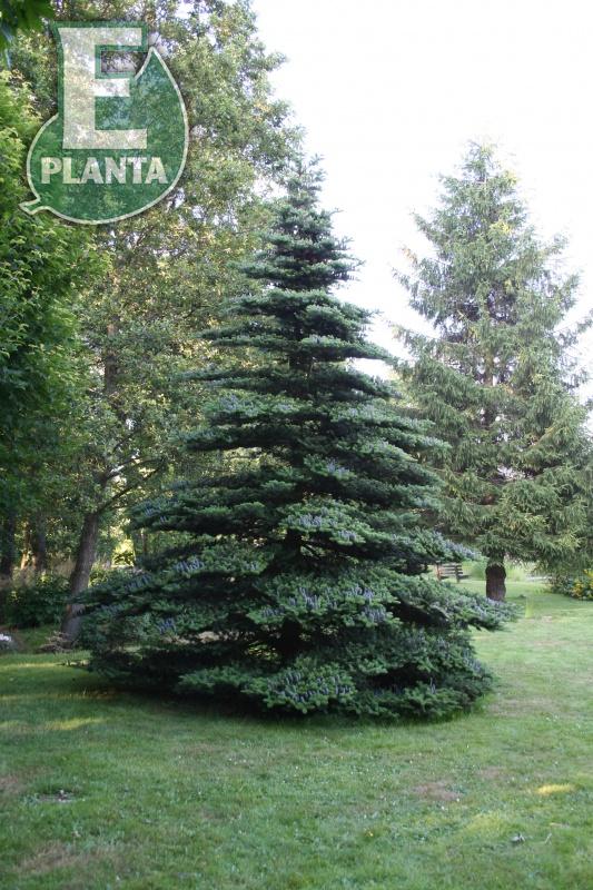 Abies koreana  Koreagran   (Korean Fir)   20-40 Co - 3