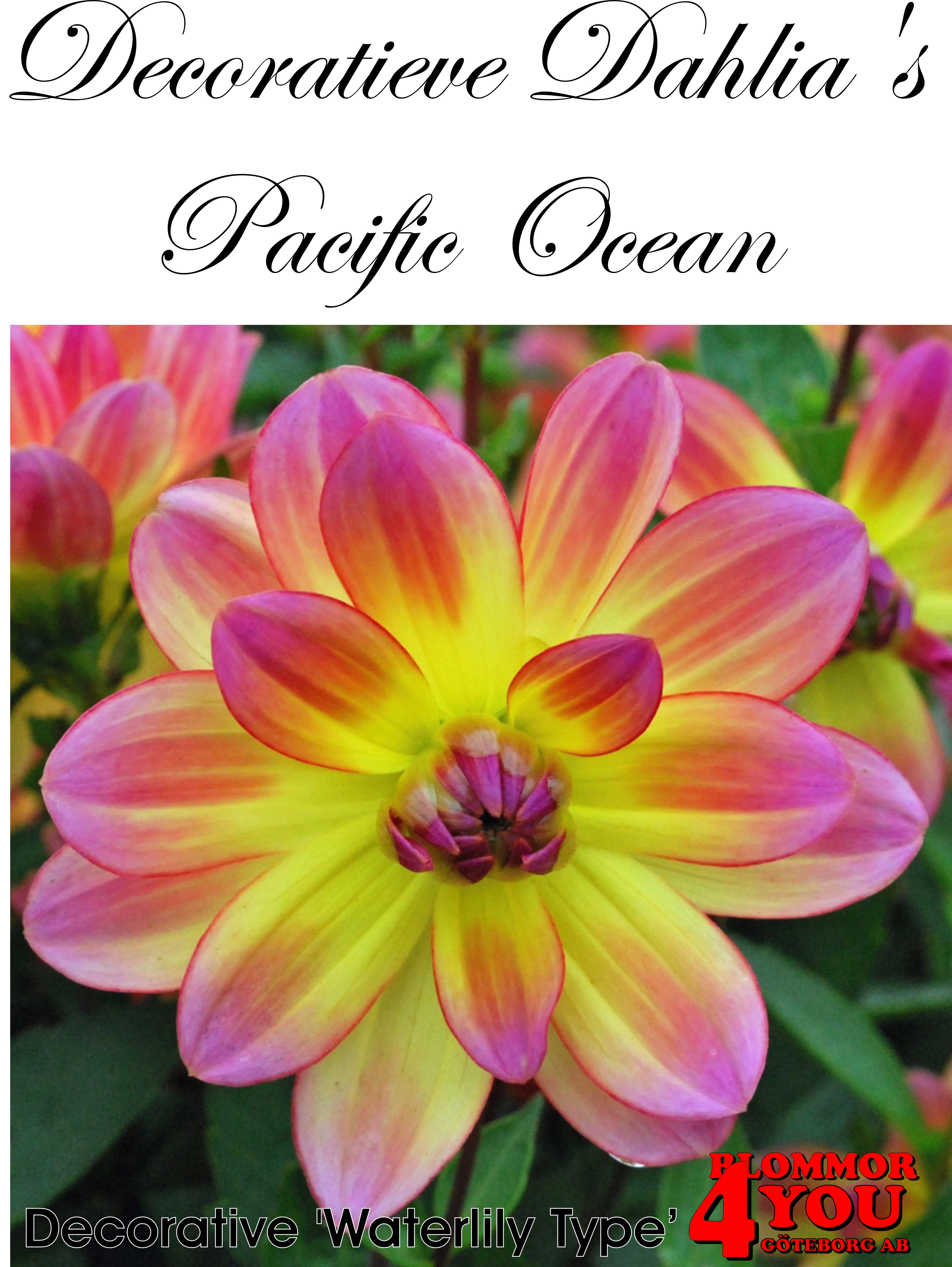 Näckrosdahlia Dahlias  Pacific Ocean