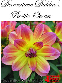 Näckrosdahlia Dahlias  Pacific Ocean