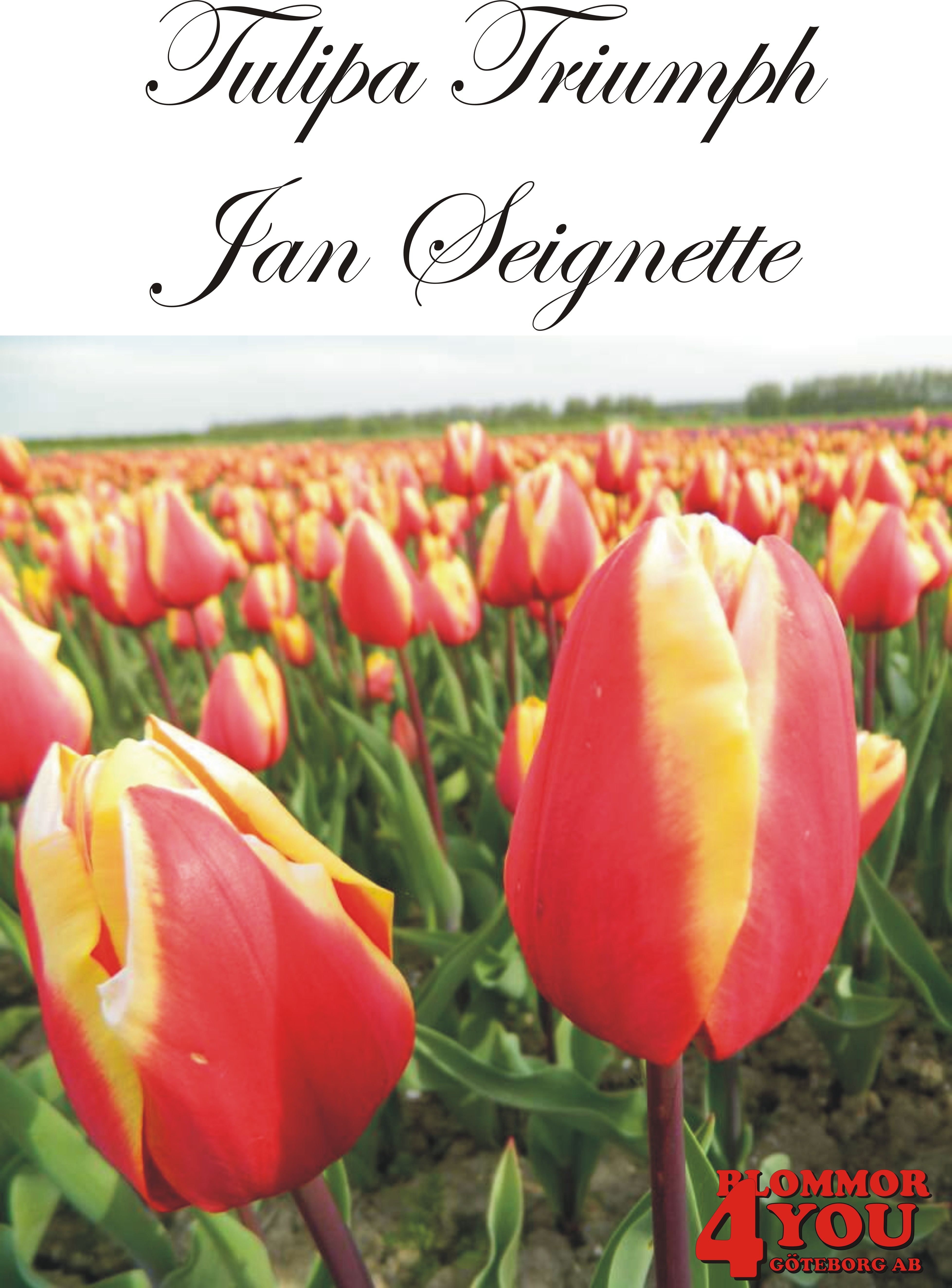 80091  JAN SEIGNETTE        TRIUMPHTULPAN
