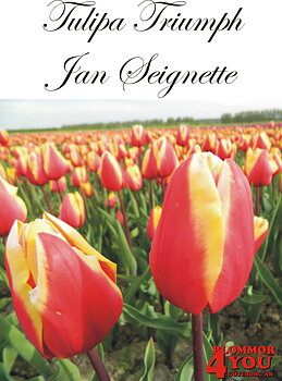 80091  JAN SEIGNETTE        TRIUMPHTULPAN