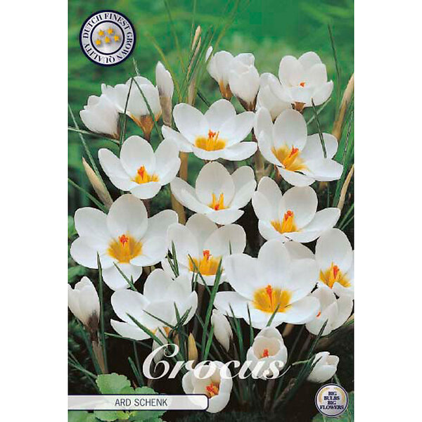 84250  CROCUS  ARD SCHENK      BOTANICAL
