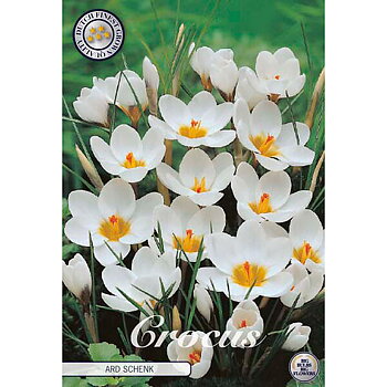 84250  CROCUS  ARD SCHENK      BOTANICAL