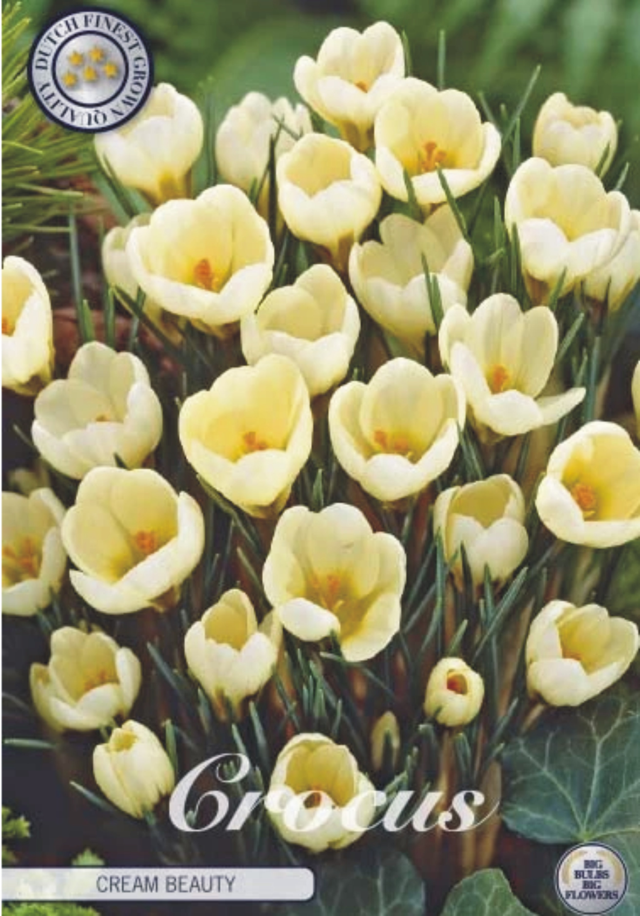 84260  CROCUS  CREAM BEAUTY      BOTANICAL