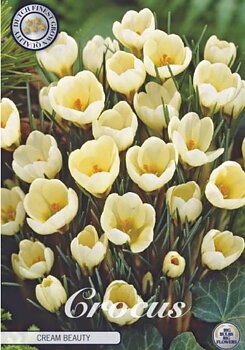 84260  CROCUS  CREAM BEAUTY      BOTANICAL