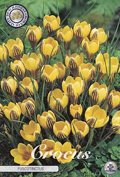 84270  CROCUS  FUSCOTINCTUS      BOTANICAL
