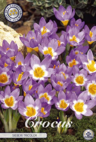 84295  CROCUS  TRICOLOR       CHRYSANTHUS
