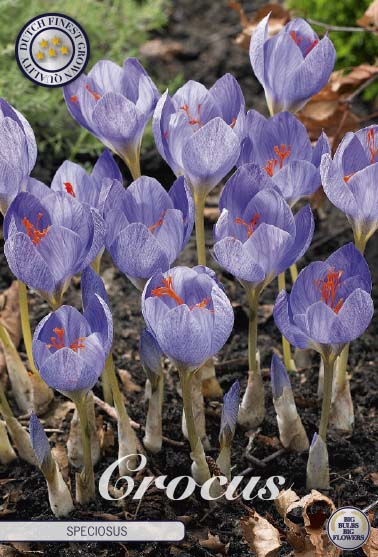 84300  CROCUS  SPECIOSUS      CHRYSANTHUS