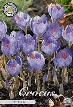 84300  CROCUS  SPECIOSUS      CHRYSANTHUS
