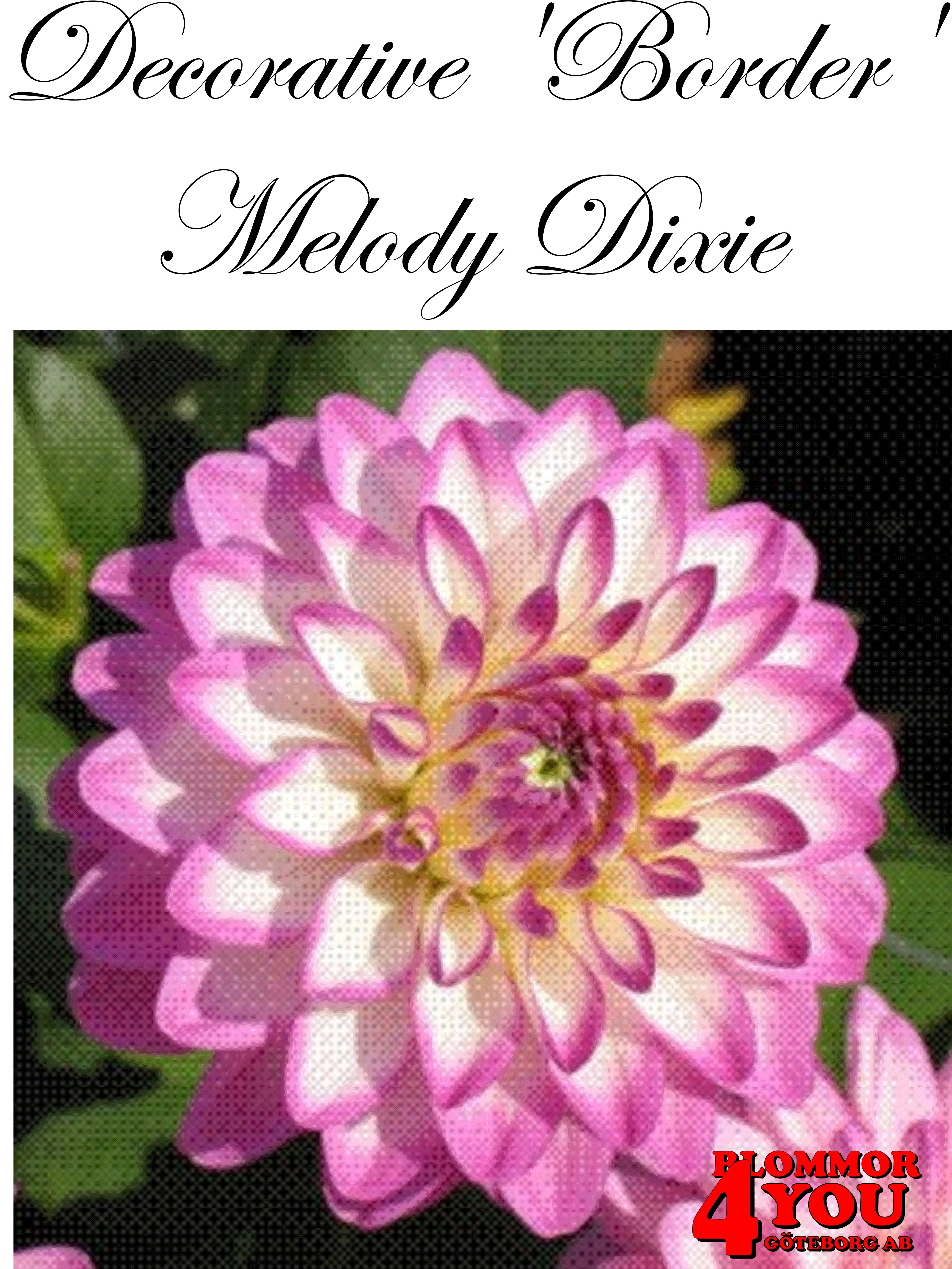 Dahlia Border   Melody Dixie