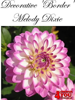 Dahlia Border   Melody Dixie
