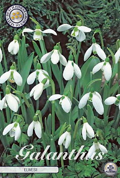 84465  GALANTHUS  ELWESII