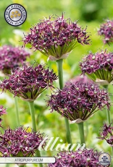 84000  ARTROPURPUREUM     ALLIUM