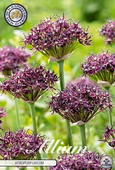 84000  ARTROPURPUREUM     ALLIUM
