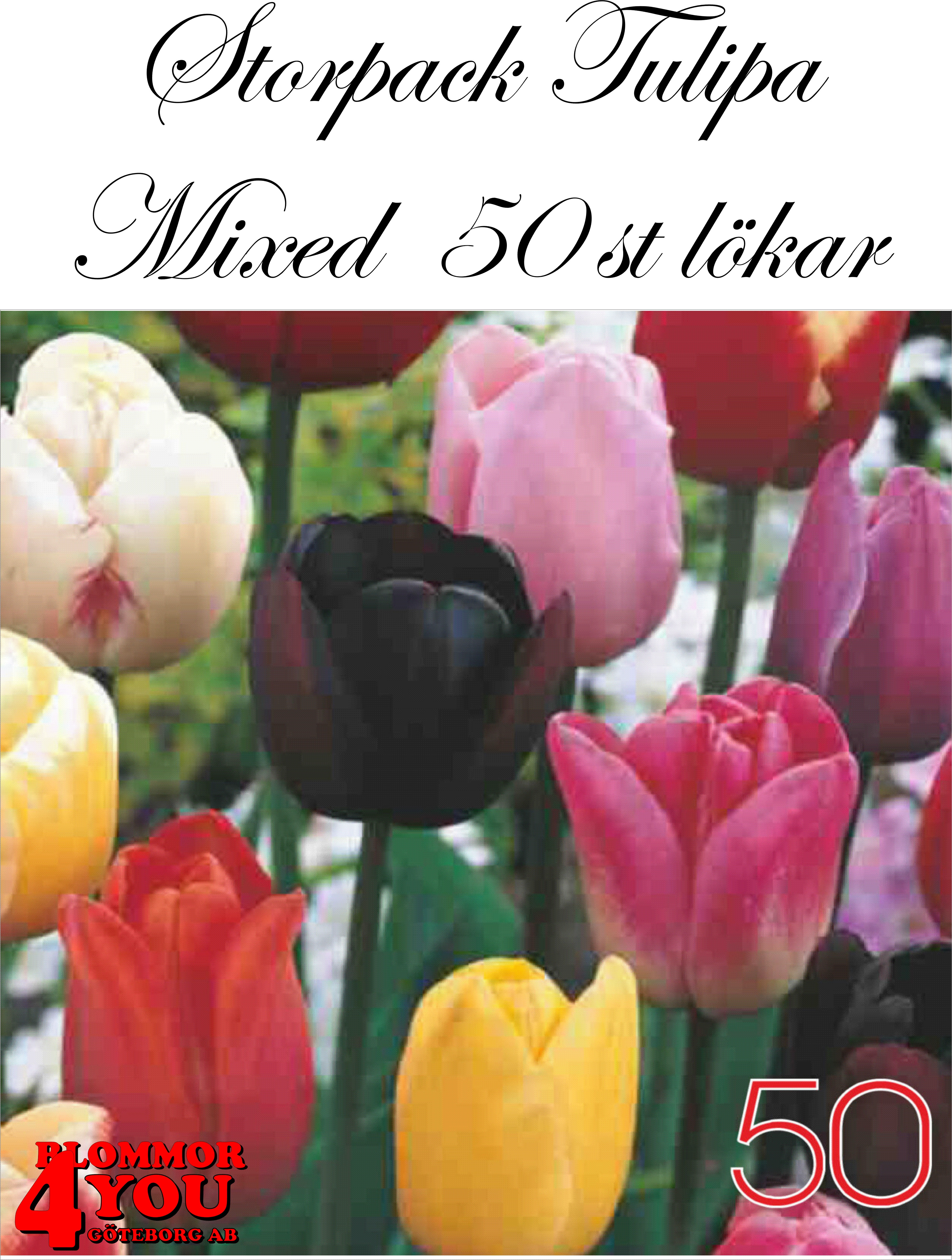 Storpack Tulipa Mixed  50 st lökar