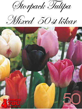 Storpack Tulipa Mixed  50 st lökar
