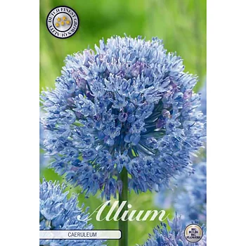 84010  CAERULEUM    ALLIUM