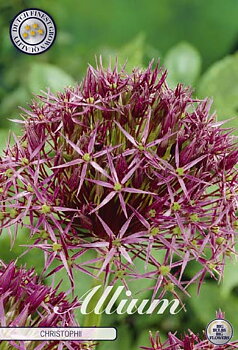 84015  CHRISTOPHII (SYN. ALBOPILOSUM)    ALLIUM