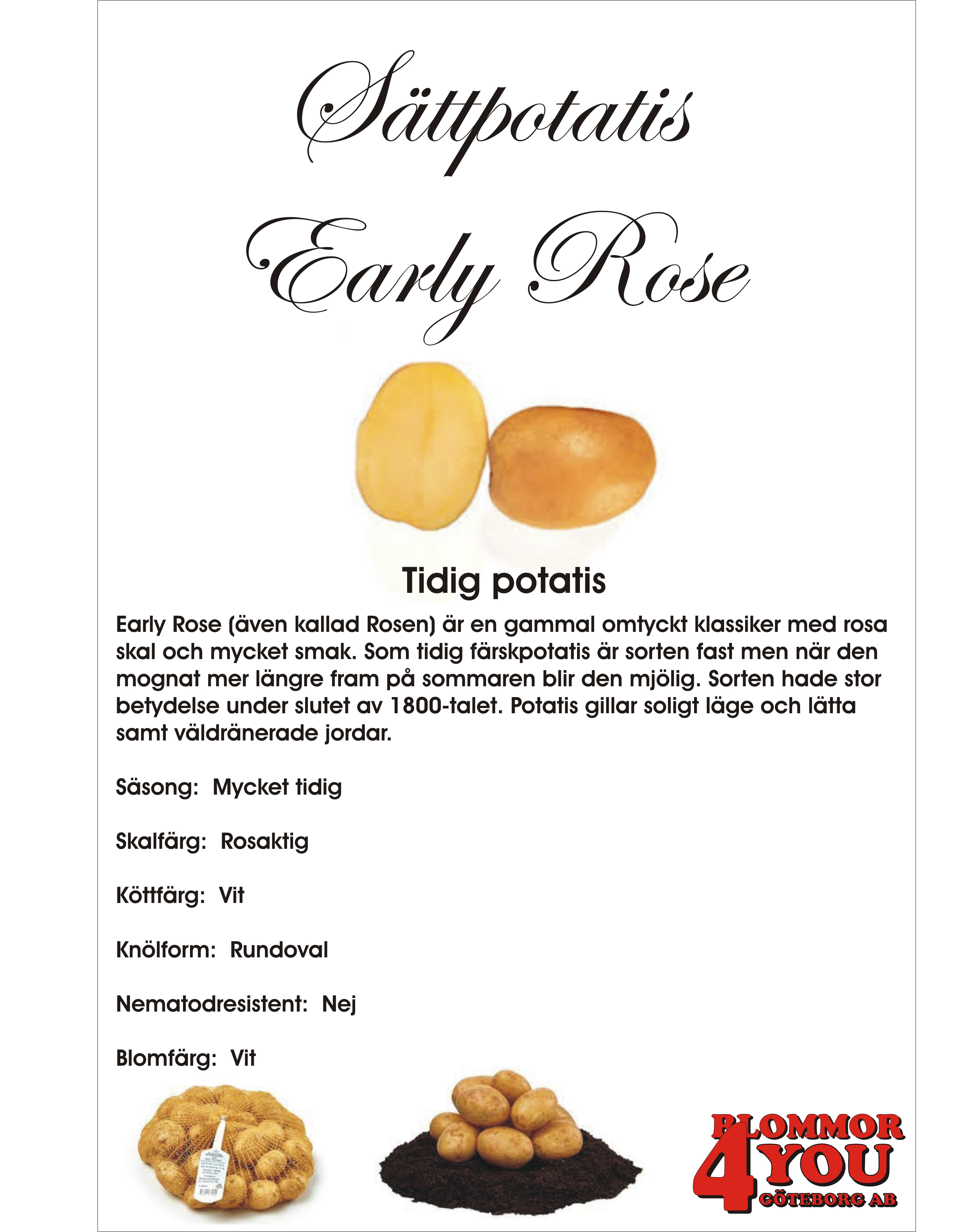 Sättpotatis Early Rose  1 Kilo    Årets Potatis 2025!