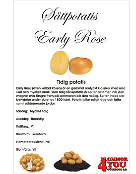 Sättpotatis Early Rose  1 Kilo    Årets Potatis 2025!