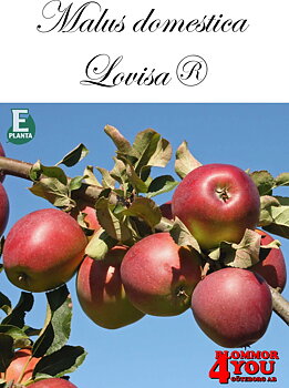 Äpple M.dom Lovisa® E A2   Stam 2-års A-kv Co/Pack Co