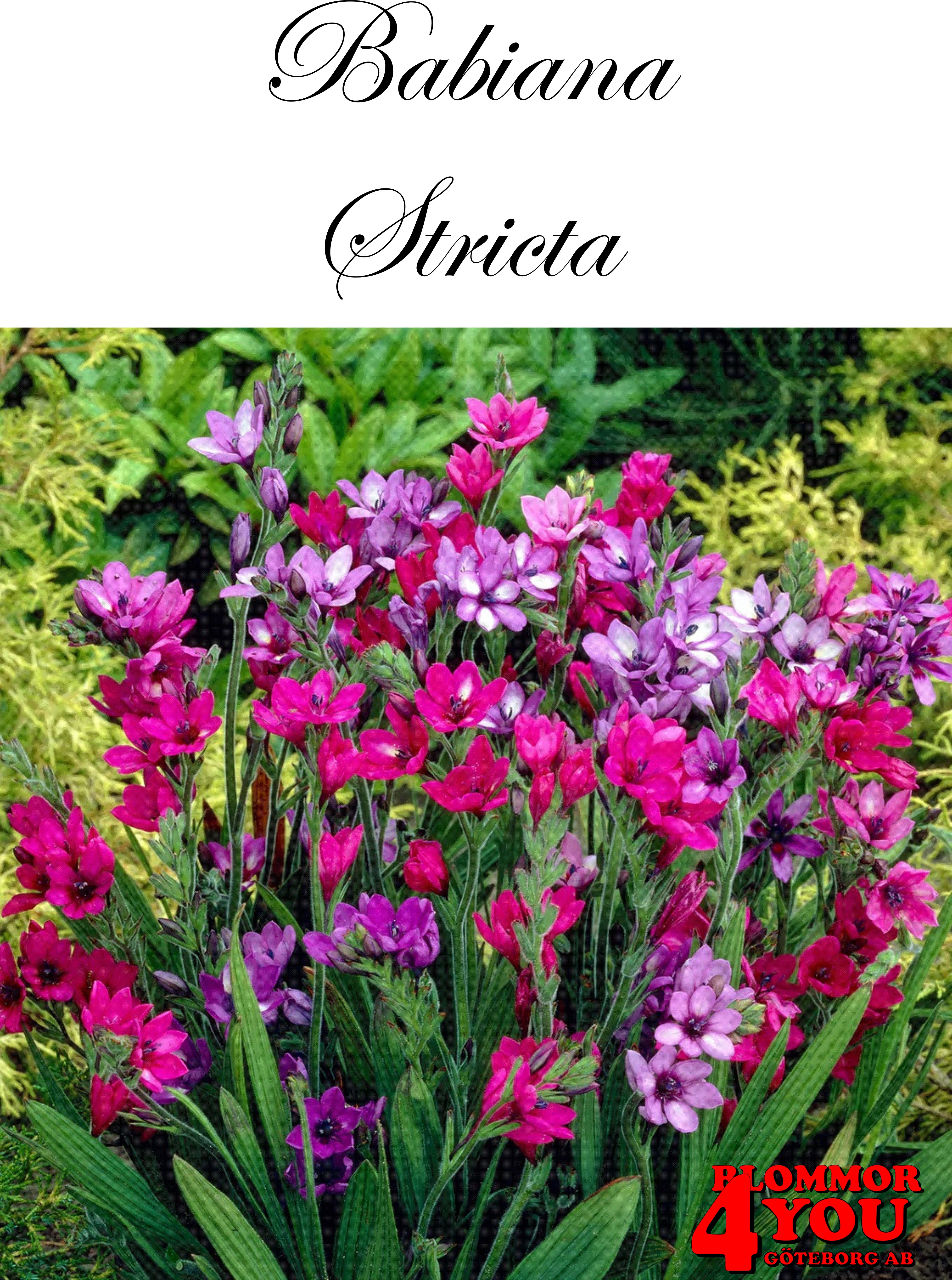 Babiana stricta
