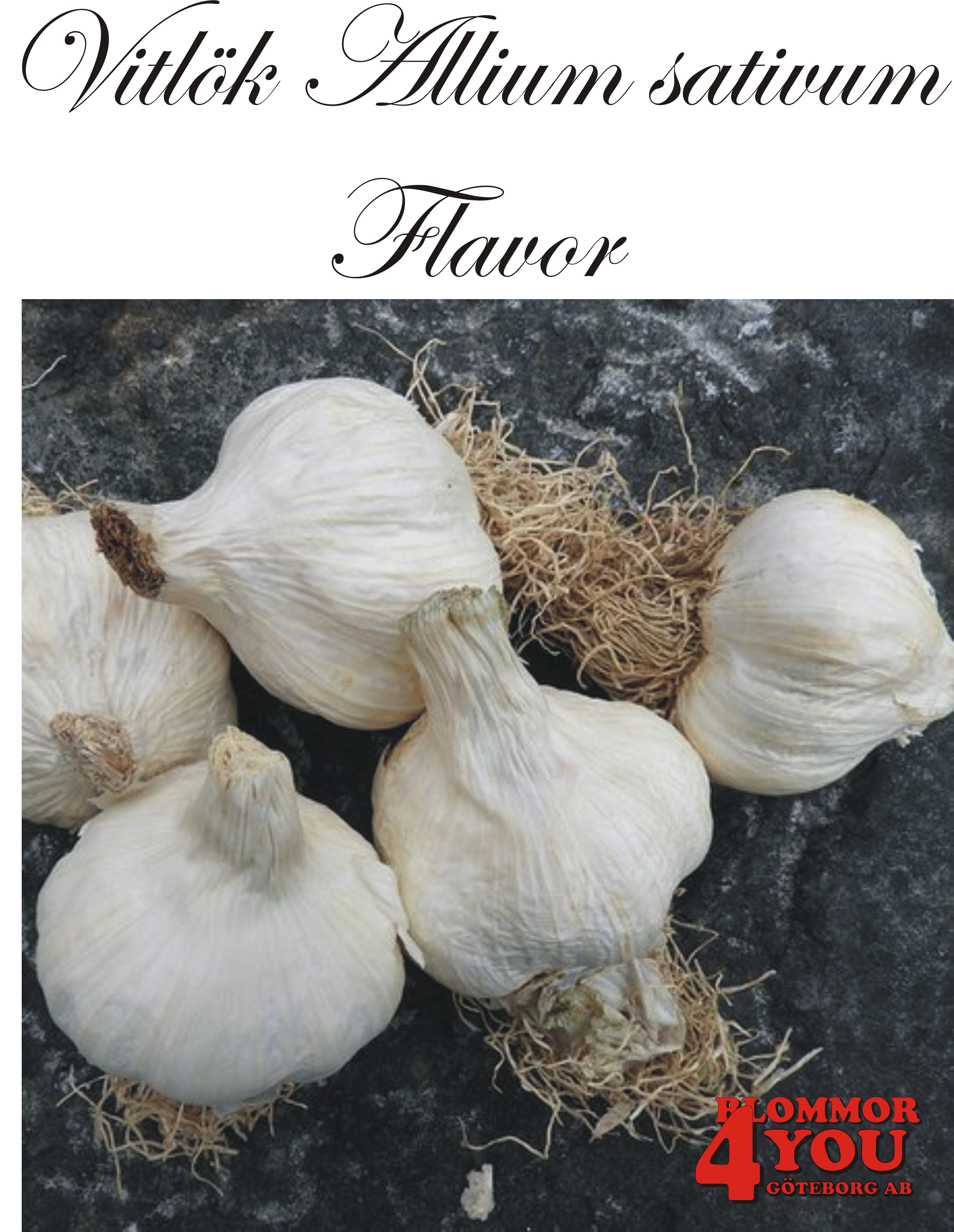 Vitlök   Allium sativum  FLAVOR   60/+