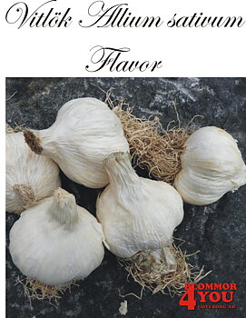 Vitlök   Allium sativum  FLAVOR   60/+