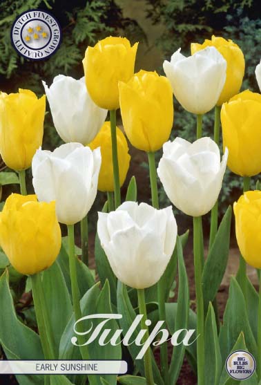 81095   EARLY SUNSHINE        GARDENMIX TULPAN