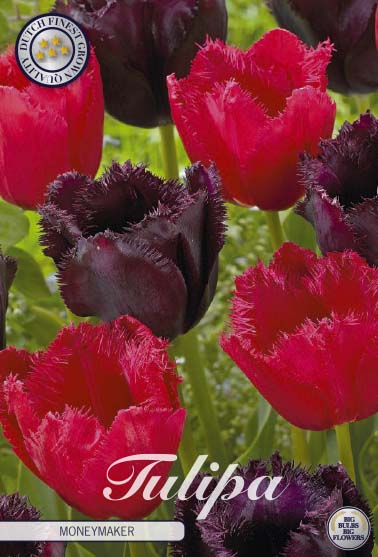 81120   MONEYMAKER        GARDENMIX TULPAN