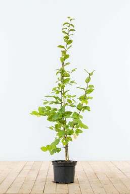 Avenbok   Carpinus betulus Utr 100-125 Co    Krukodlad - 2