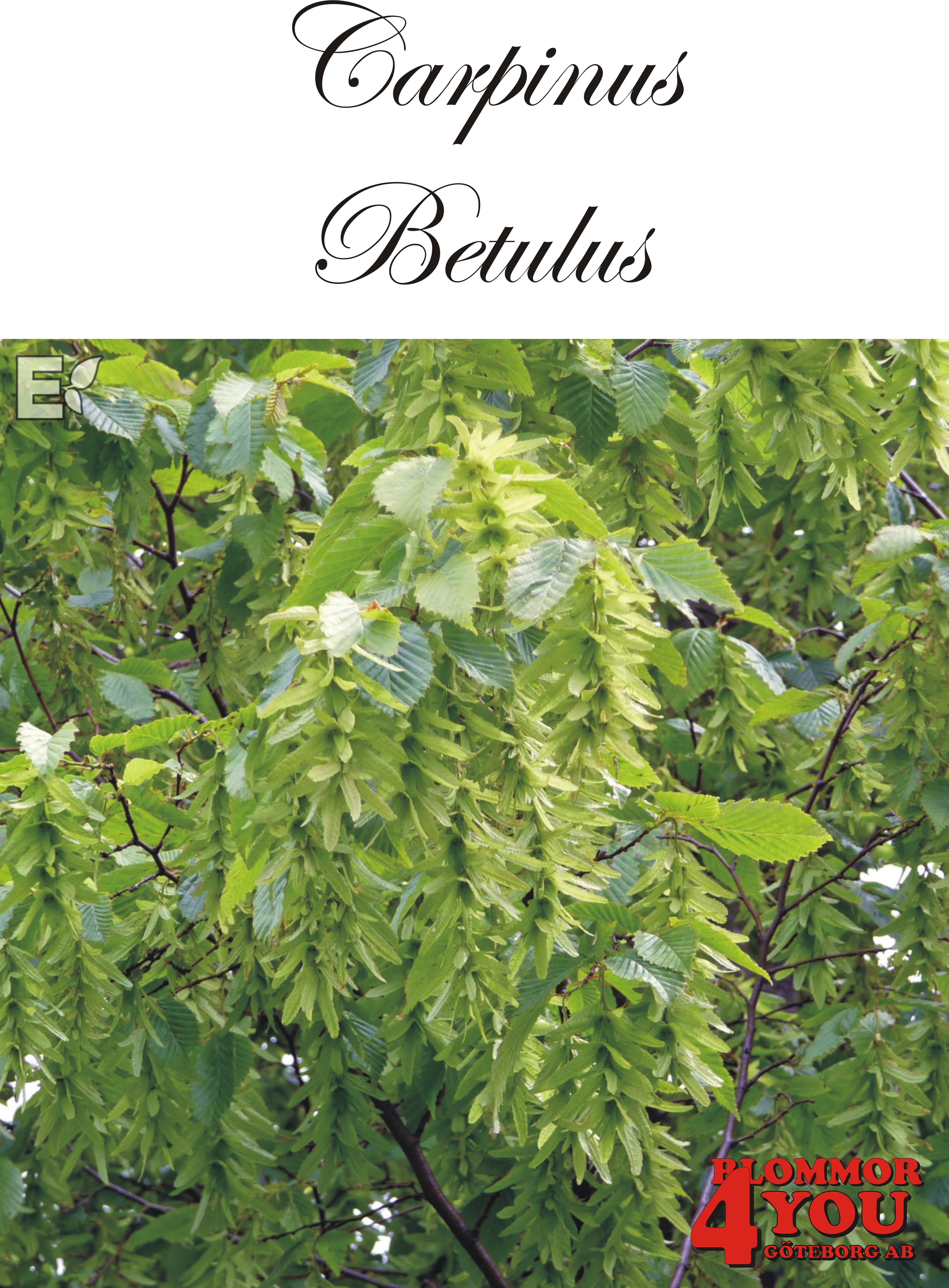 Avenbok   Carpinus betulus Utr 100-125 Co    Krukodlad