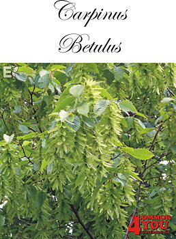 Avenbok   Carpinus betulus Utr 100-125 Co    Krukodlad