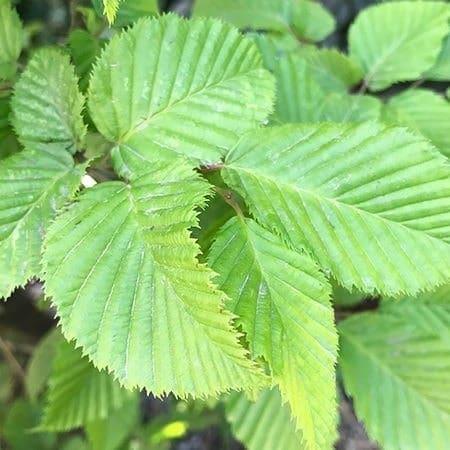 Avenbok   Carpinus betulus Utr 100-125 Co    Krukodlad - 3