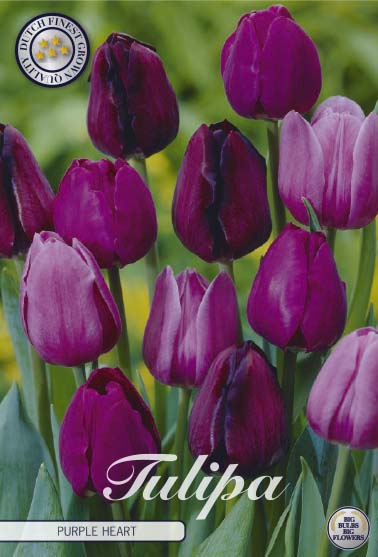 81130   PURPLE HEART       GARDENMIX TULPAN