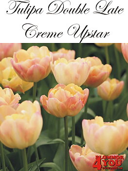 80695  CREAM UPSTAR      DUBBEL SENTULPAN