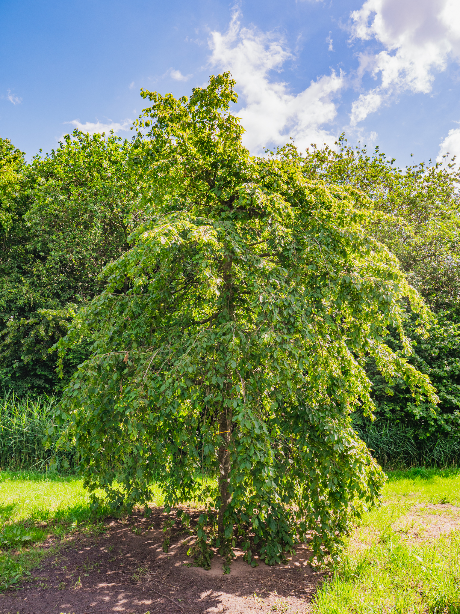 Avenbok   Carpinus betulus Utr 150-175 Co    Krukodlad - 5