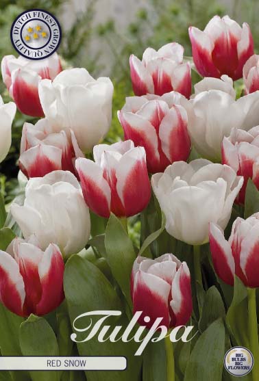 81135   RED SNOW        GARDENMIX TULPAN
