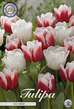 81135   RED SNOW        GARDENMIX TULPAN