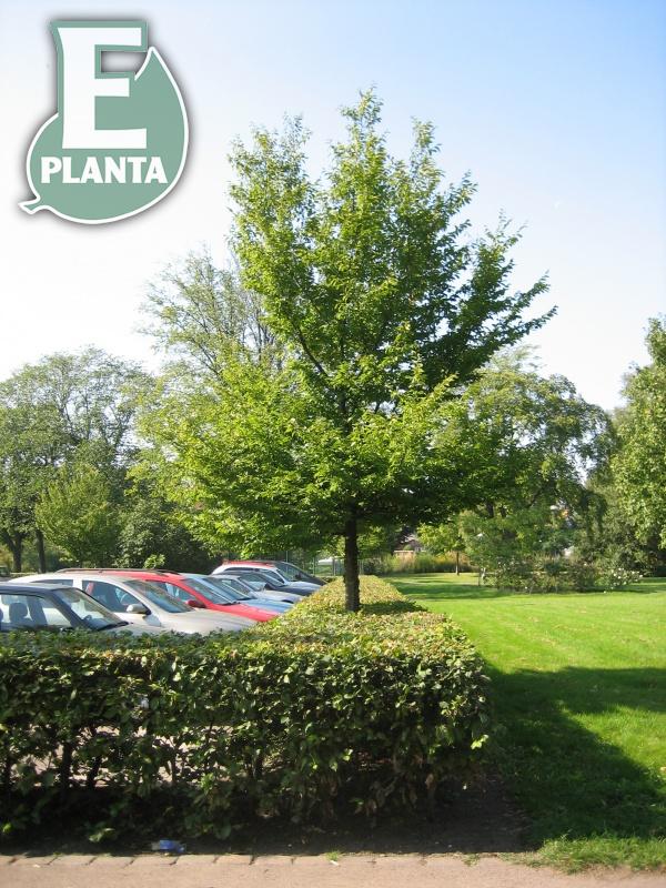 Avenbok   Carpinus betulus Utr 175-200 Co    Krukodlad - 4