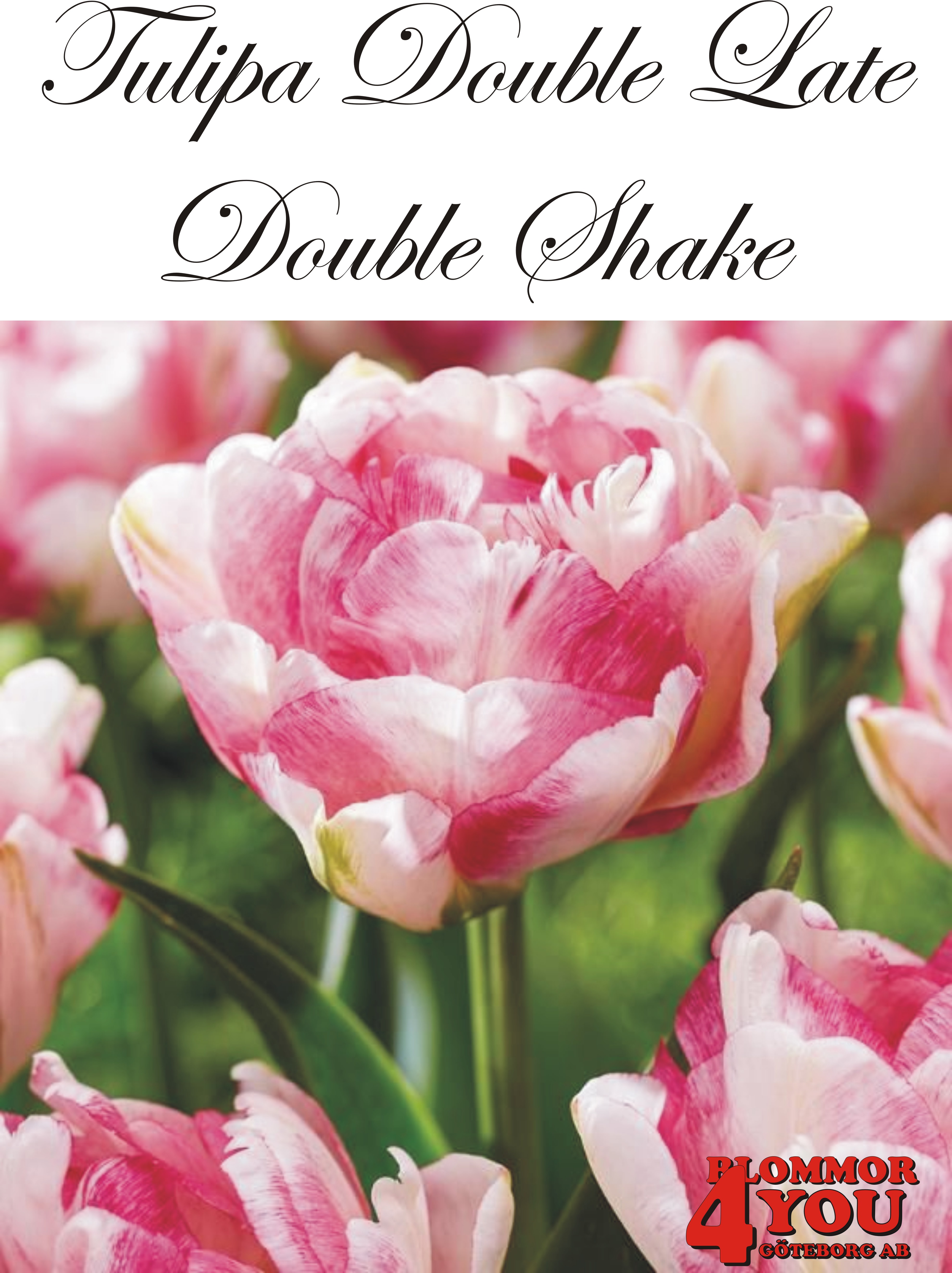 80704  DOUBLE SHAKE      DUBBEL SENTULPAN