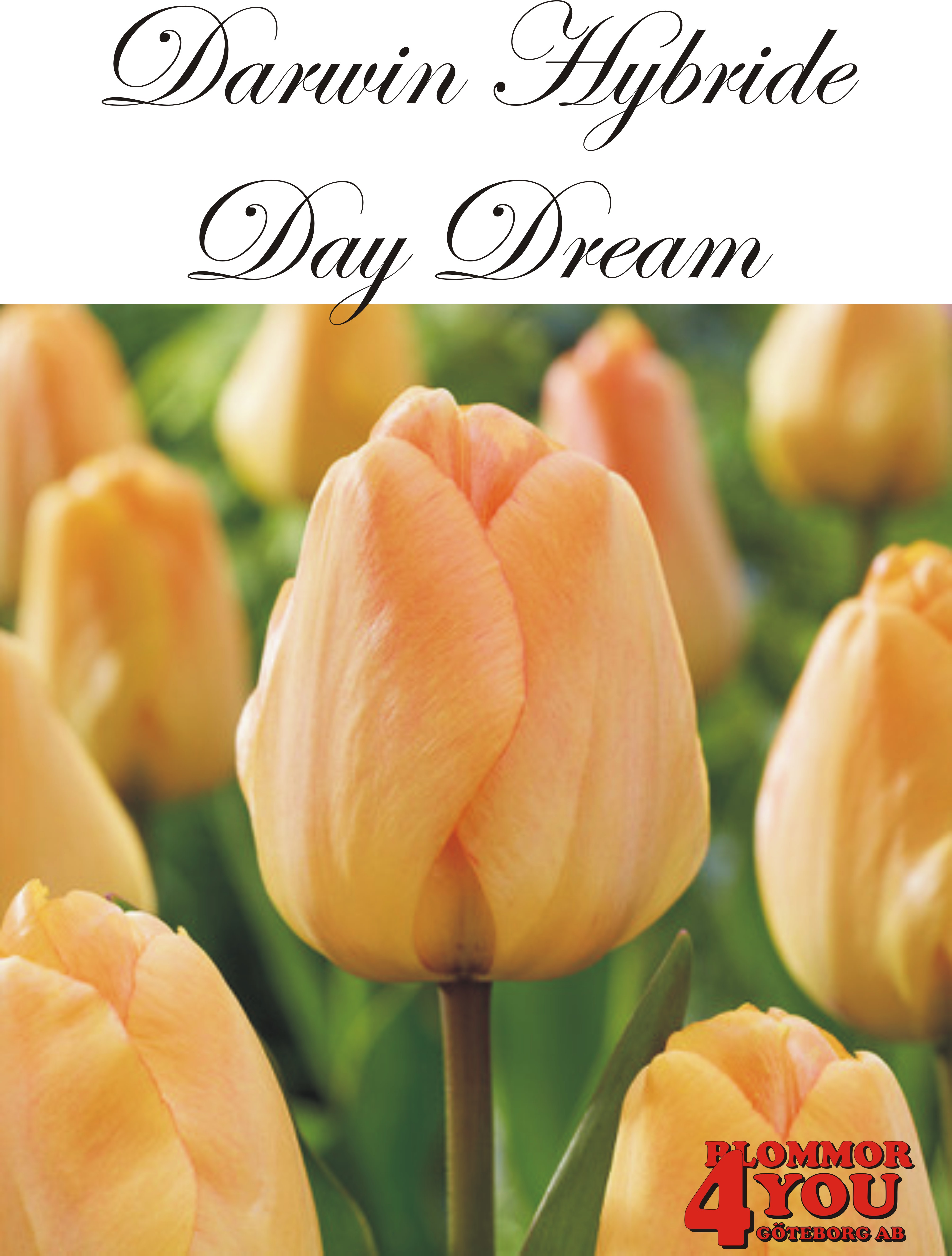 80470  DAYDREAM      DARWIN HYBRIDETULPAN