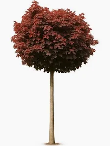 Acer platanoides Crimson Sentry  Stamhöjd 150Co - 4