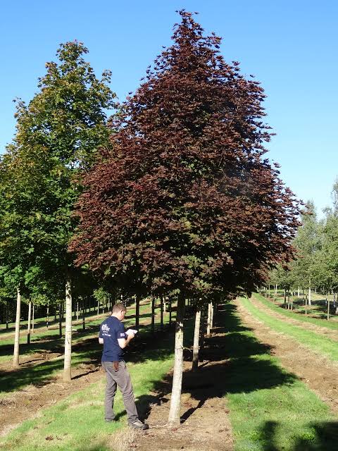 Acer platanoides Crimson Sentry  Stamhöjd 150Co - 3