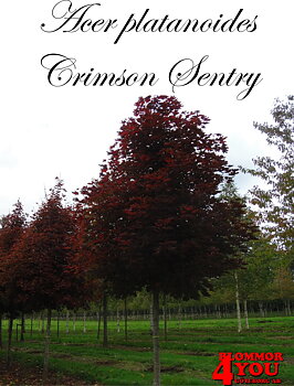 Acer platanoides Crimson Sentry  Stamhöjd 150Co
