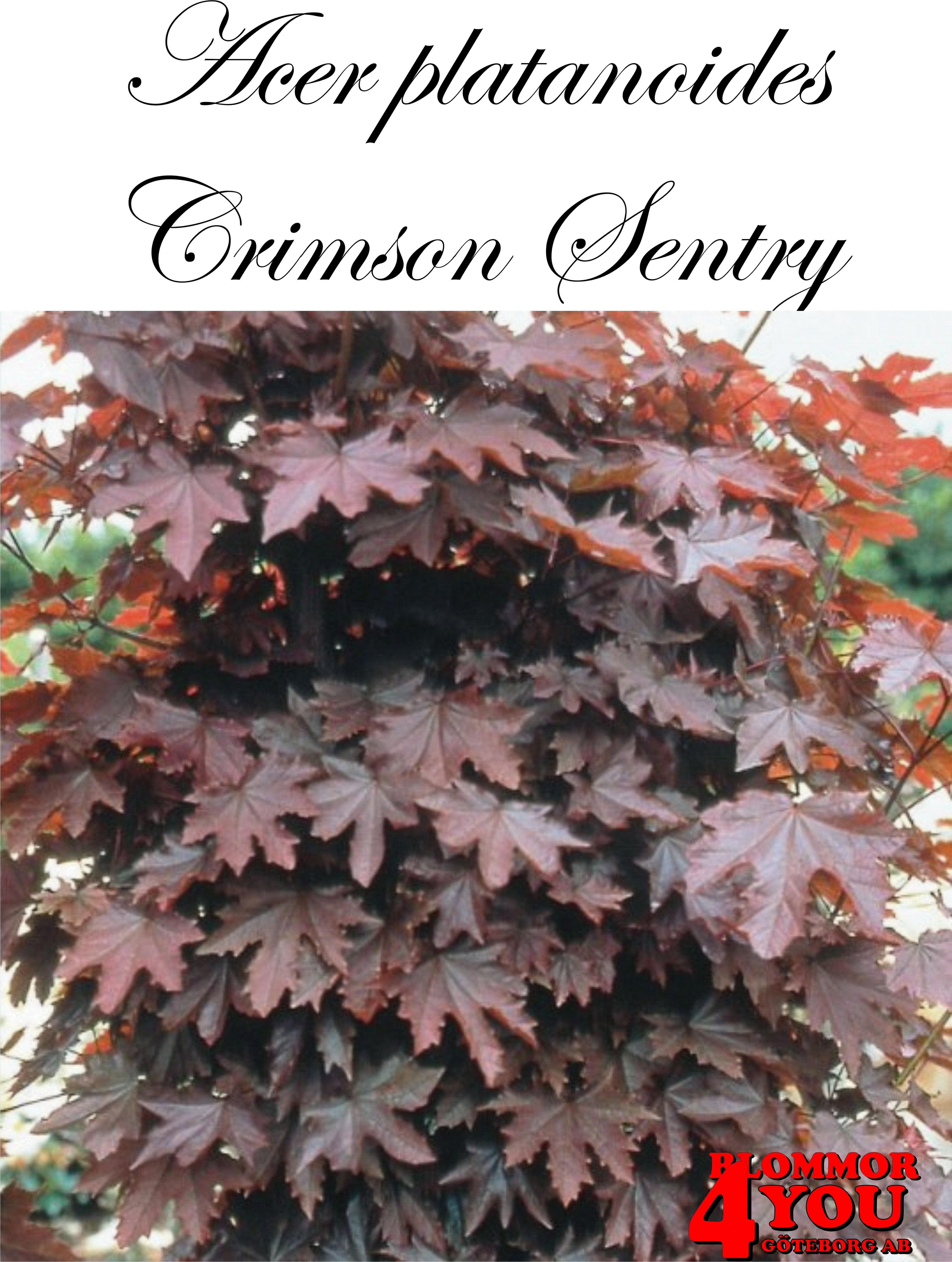 Acer platanoides Crimson Sentry  Stamhöjd 150Co - 2