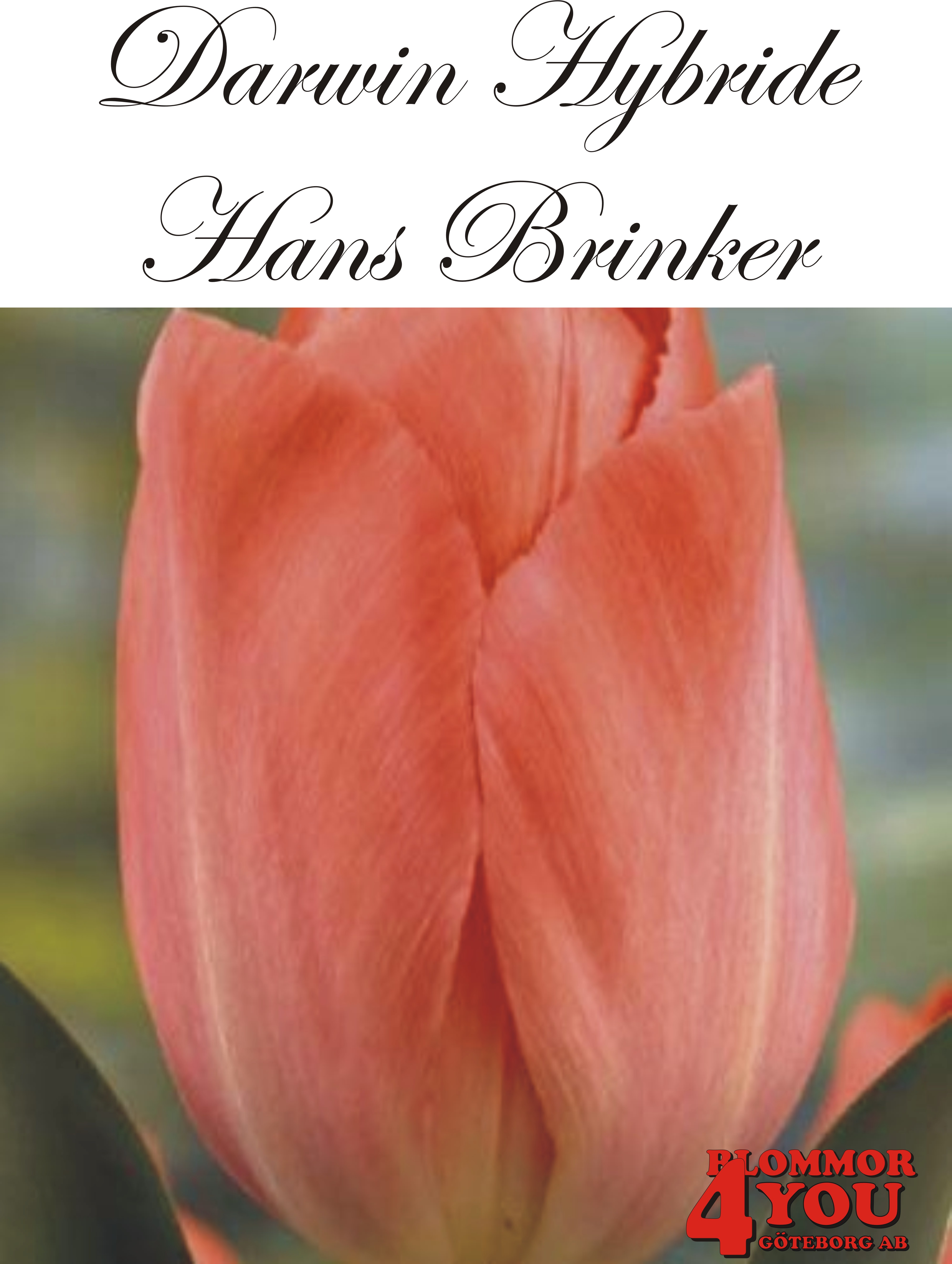 80480  HANS BRINKER    DARWIN HYBRIDETULPAN