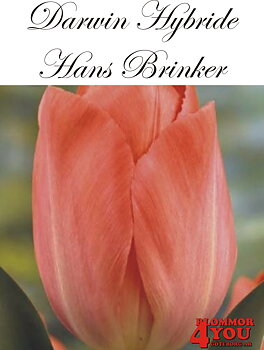 80480  HANS BRINKER    DARWIN HYBRIDETULPAN
