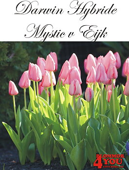 80487  MYSTIC VAN EIJK      DARWIN HYBRIDETULPAN